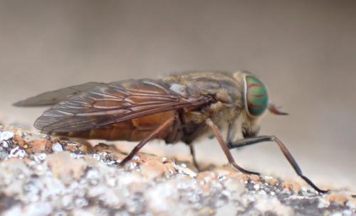 Réf. 335 868 : Hybomitra bimaculata